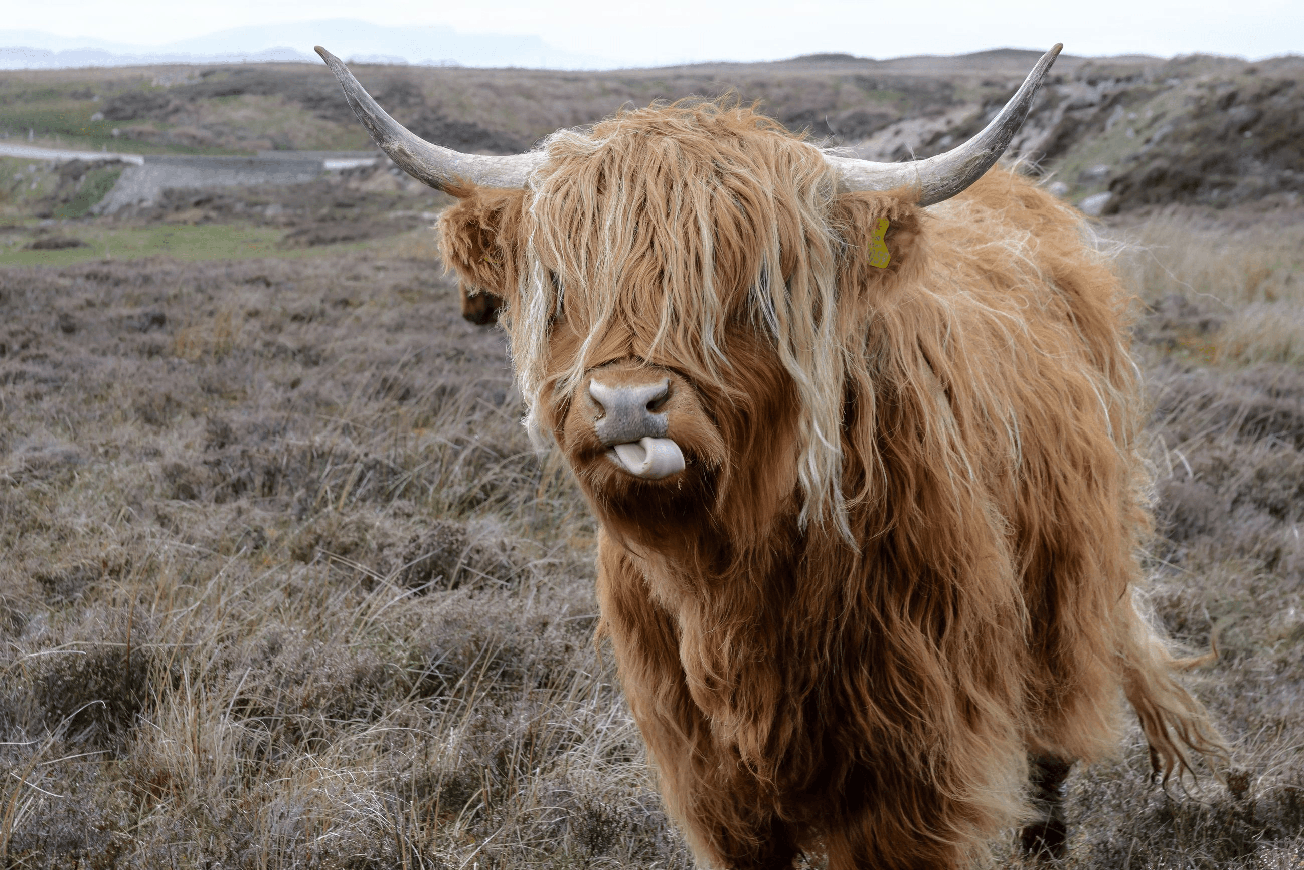 Scottish highlander in een veld